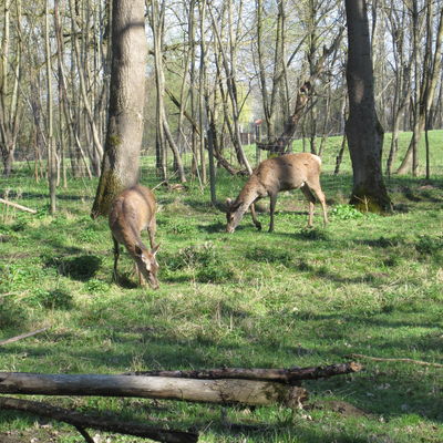 Bild vergrößern: Wildpark - Rotwild